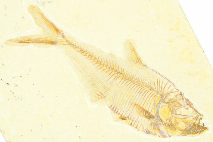Detailed Fossil Fish (Diplomystus) - Wyoming #379314